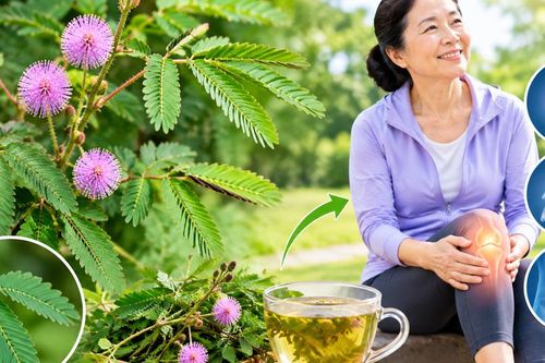 3 cây thuốc nam dùng hỗ trợ giảm đau nhức xương khớp