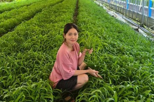 Nàng dâu Việt trồng rau muống tại Hàn Quốc kiếm trăm triệu/tháng, lên sóng truyền hình KBS