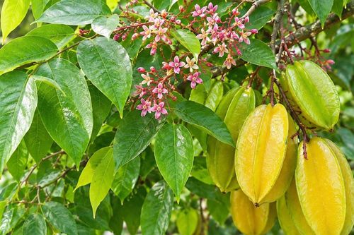 Những lưu ý khi tắm lá ở người viêm da cơ địa