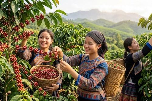 Giá cà phê hôm nay 2.10: Đảo chiều tăng mạnh, Robusta và Arabica cùng đi lên