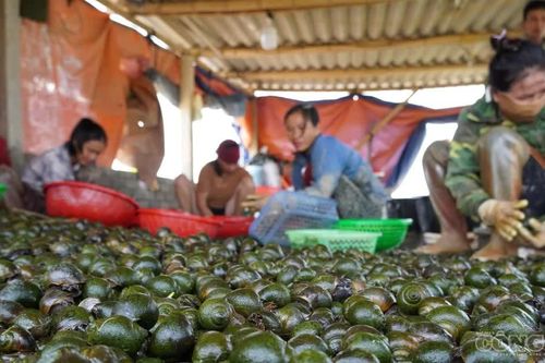 Làng nuôi con 'siêu đẻ' thu hàng chục tỷ đồng mỗi năm