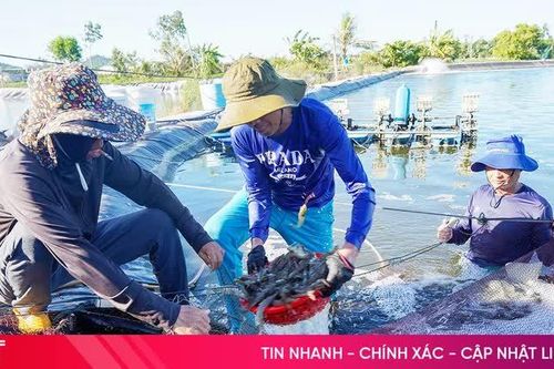 Từ đất muối bỏ hoang đến vùng nuôi tôm tiền tỷ