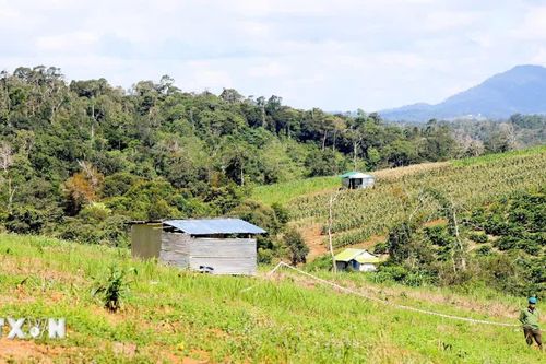 Lâm Đồng: Thu hồi 20ha đất lâm nghiệp bị lấn, chiếm trái phép tại Quảng Sơn
