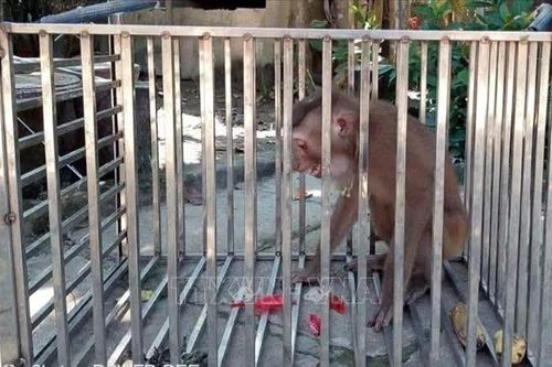 Tiếp nhận, cứu hộ 3 cá thể động vật hoang dã tại Quảng Trị