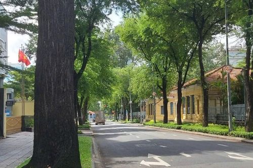 Từ yêu cây bằng cảm xúc đến hiểu cây bằng tri thức