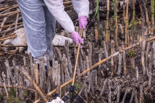 59 chú chim chết tại hồ nổi tiếng của Australia, nghi liên quan cúm gia cầm H5N1