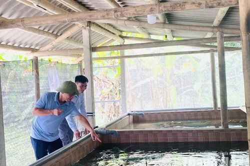 Nuôi lươn không bùn - mô hình giảm nghèo tại Tân Thành