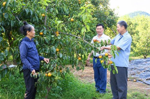 Đa dạng sinh kế từ rừng và cây ăn quả