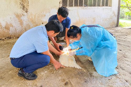 Phòng ngừa cúm gia cầm tái phát