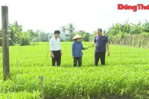 Liên kết trồng rau cùng hợp tác xã, ổn định đầu ra