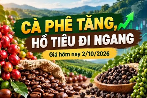 Giá cà phê, hồ tiêu hôm nay 2/10: Cà phê tăng mạnh, tiêu đứng giá