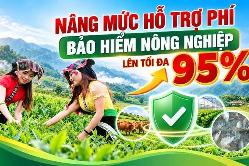 Nâng hỗ trợ phí bảo hiểm nông nghiệp lên tối đa 95%