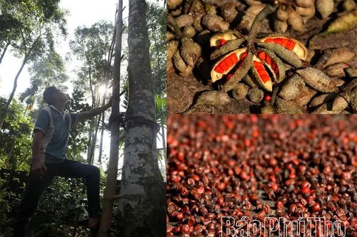 Mùa dổi chín ở Mường Be