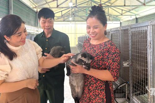 Bền chí với mô hình nuôi cầy hương