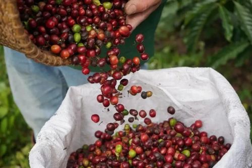 Ngày 2/10: Giá cà phê tăng mạnh, hồ tiêu neo ở mức cao