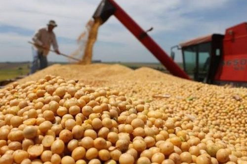 Giá đậu tương nối dài đà giảm