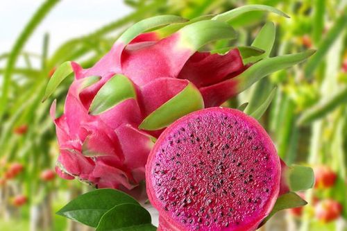 Thanh long, chuối, chè Việt trước loạt quy định SPS mới