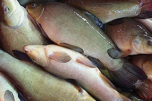 Loại cá mang tên một gia vị rất thơm, nhà nào cũng biết: Xưa ít người biết nay thành đặc sản 180.000 đồng/kg, thịt trắng dai ngọt