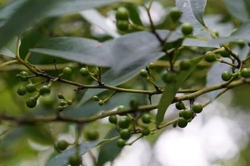 Loại quả mọc trên cây cao cả chục mét, xưa chín rụng đầy gốc chẳng mấy ai ngó ngàng, nay thành đặc sản giá cao 'ngất ngưởng'