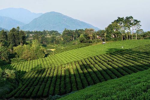 Chè Thái Nguyên có 'cửa ngõ số' kết nối sản phẩm với người tiêu dùng