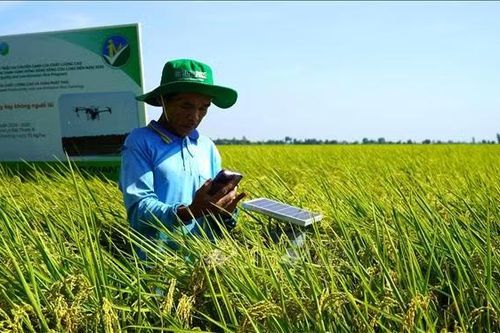 Cần Thơ triển khai dự án GoRice, thúc đẩy sản xuất lúa thông minh với khí hậu