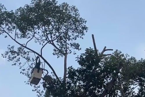Cây ngã đổ: ‘Nỗi bất an đô thị’