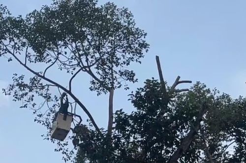 Cây ngã đổ: ‘Nỗi bất an đô thị’