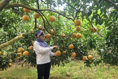 Đổi mới sản xuất, góp sức dựng xây nông thôn mới