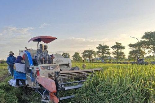 Xã Phú Xuyên: Năng suất lúa vụ mùa ước đạt 60,5 tạ/ha