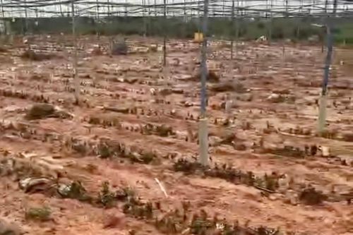 Cảnh vườn hồng hàng nghìn m2 ở Đà Lạt bị lũ vùi lấp