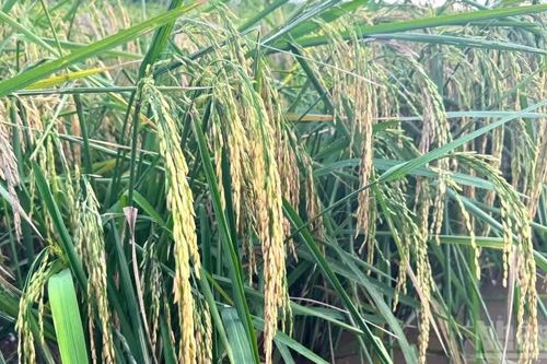 Sản xuất lúa gạo 9 tháng năm 2026 đạt kết quả tích cực
