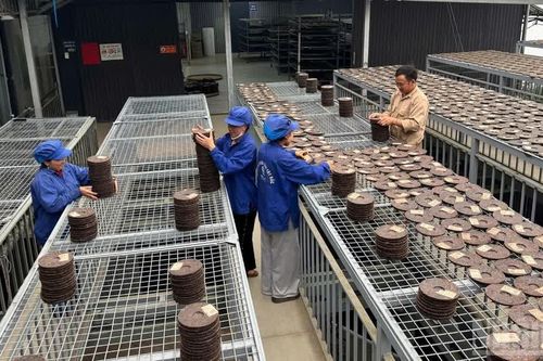 Sản xuất nông, lâm nghiệp và thủy sản quý III và 9 tháng năm 2026 đạt kết quả tích cực
