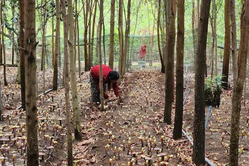 Gia Lai: Phát triển 31.000ha dược liệu dưới tán rừng