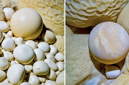 Những viên 'ngọc' tròn kỳ lạ hình thành trong hang động Việt Nam thế nào?