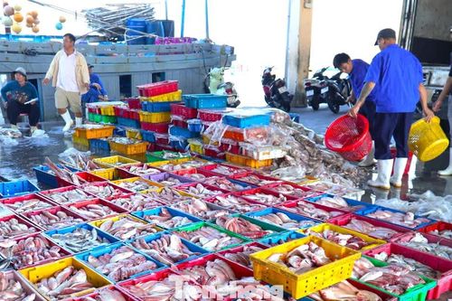 Ngư dân Đà Nẵng trúng đậm mùa cá bã trầu lớn nhất năm