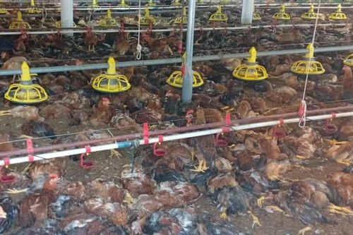 Hơn 1 tỷ đồng 'bốc hơi' sau sự cố chập điện tại trang trại gà