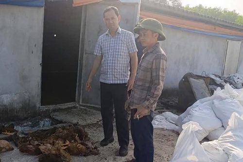 Chập điện tại trang trại, 13.000 con gà chết ngạt