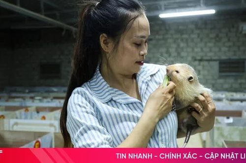 Tôi là 'bảo mẫu' của gần 600 con dúi má đào Thái Lan