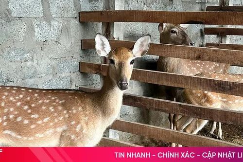 Phụ nữ Gia Hanh tìm hướng mới từ nghề nuôi hươu