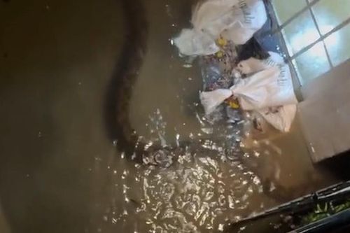Gia đình sốc nặng khi phát hiện trăn khổng lồ dài 6 mét bò vào nhà