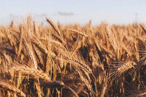 Giá lương thực thế giới 'nóng' trở lại, cao nhất gần 4 năm