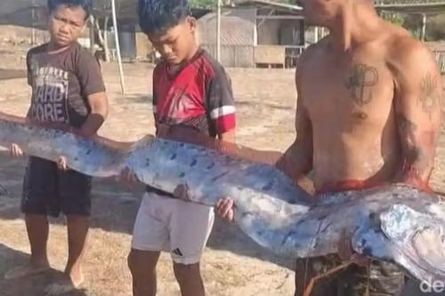 Ngư dân vớt được con cá với kích thước 'khủng', hình dáng cực đặc biệt
