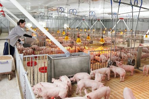 Cuộc chơi ngàn tỷ mới của các đại gia Việt