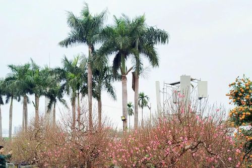 Chính phủ chốt phương án nghỉ 7 ngày dịp Tết Nguyên đán 2027