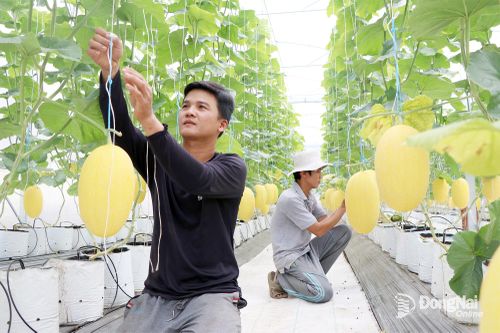 Khi người trẻ làm nông nghiệp sạch