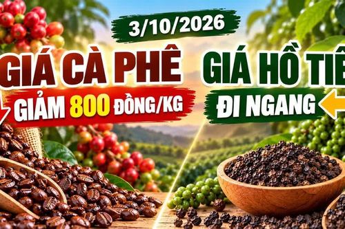 Giá cà phê, hồ tiêu hôm nay 3/10: Cà phê giảm mạnh, hồ tiêu đi ngang
