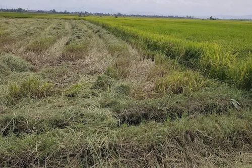 Công an xã Ia Pa xác minh vụ “gặt nhầm” ruộng lúa