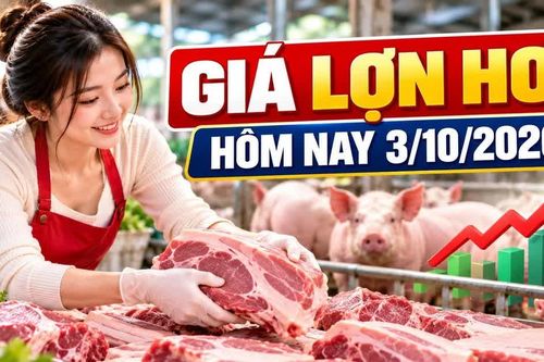 Giá lợn hơi hôm nay 3/10/2026: Nhiều nơi về mức 55.000 đồng/kg