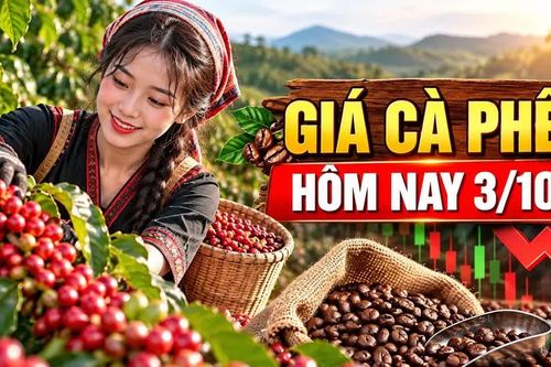 Giá cà phê hôm nay 3/10: Giảm 800 đồng/kg, Robusta và Arabica phân hóa