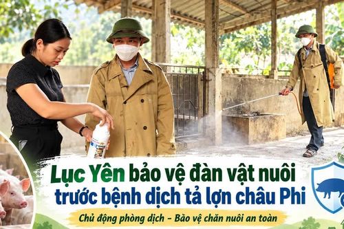 Lục Yên bảo vệ đàn vật nuôi trước bệnh dịch tả lợn châu Phi